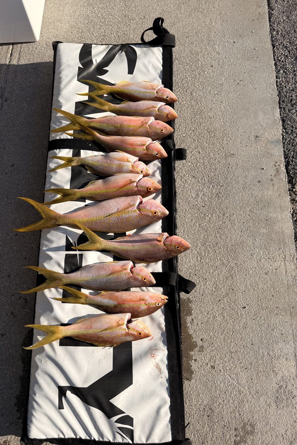 Limit of yellowtail snapper laid out after a charter trip