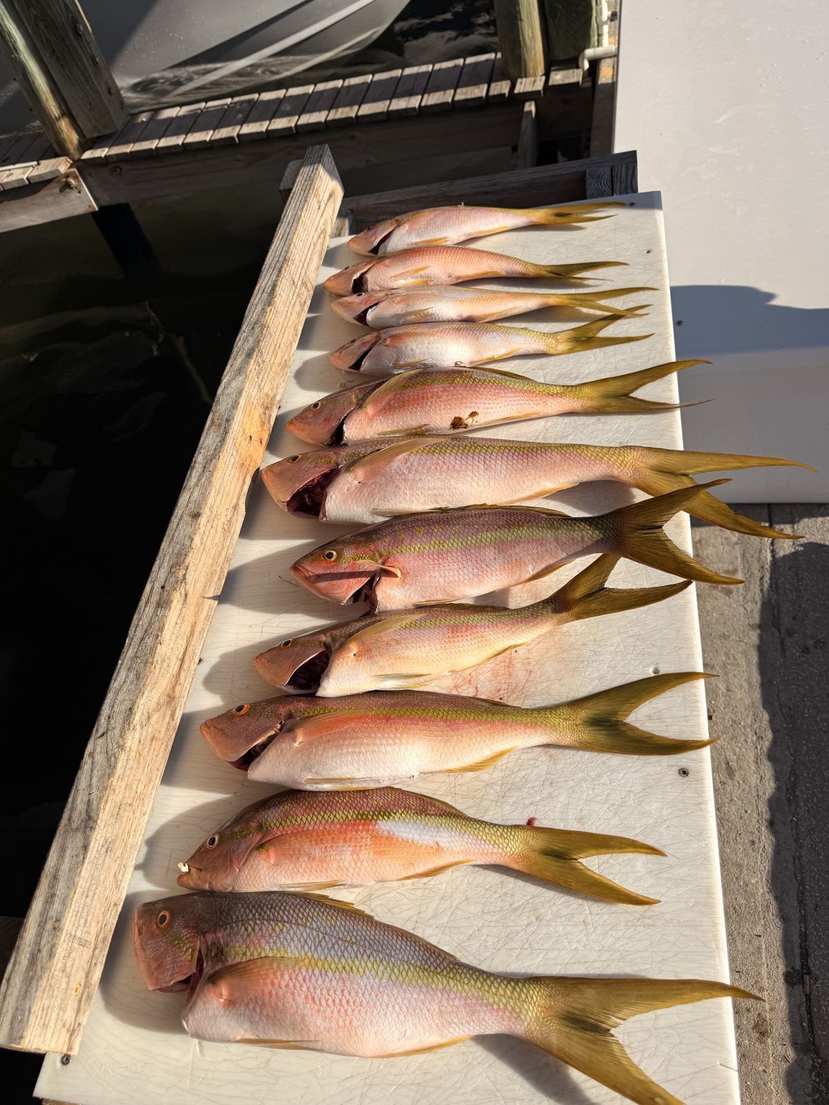 Yellowtail snapper catch laid out on the cleaning table in St. Petersburg